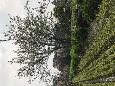 萧山苗木直销